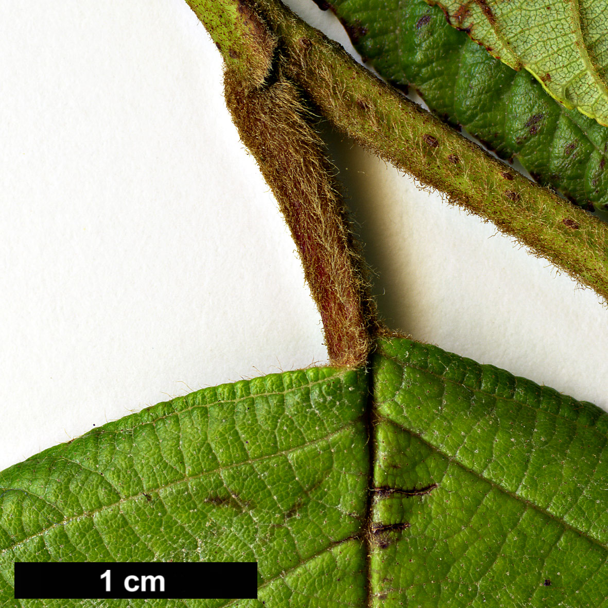 High resolution image: Family: Betulaceae - Genus: Alnus - Taxon: acuminata - SpeciesSub: subsp. acuminata